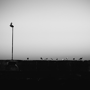 Ptáci